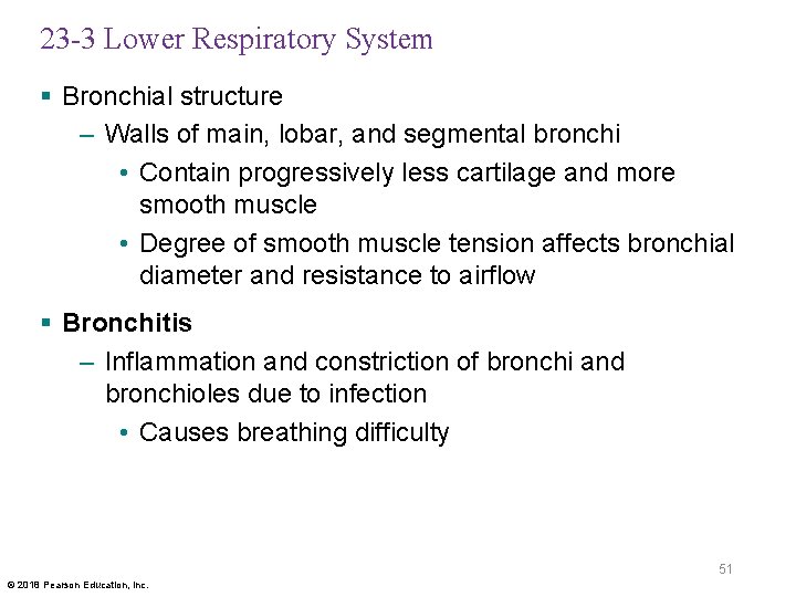 23 -3 Lower Respiratory System § Bronchial structure – Walls of main, lobar, and