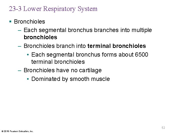 23 -3 Lower Respiratory System § Bronchioles – Each segmental bronchus branches into multiple