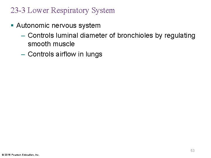23 -3 Lower Respiratory System § Autonomic nervous system – Controls luminal diameter of