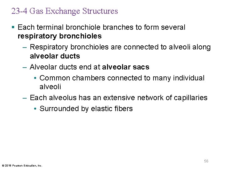 23 -4 Gas Exchange Structures § Each terminal bronchiole branches to form several respiratory