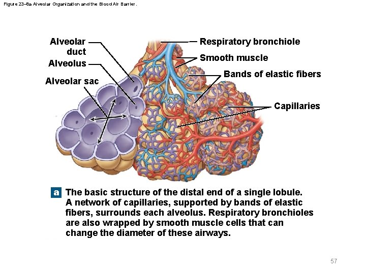 Figure 23– 8 a Alveolar Organization and the Blood Air Barrier. Alveolar duct Alveolus