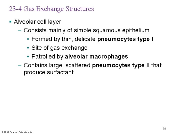 23 -4 Gas Exchange Structures § Alveolar cell layer – Consists mainly of simple