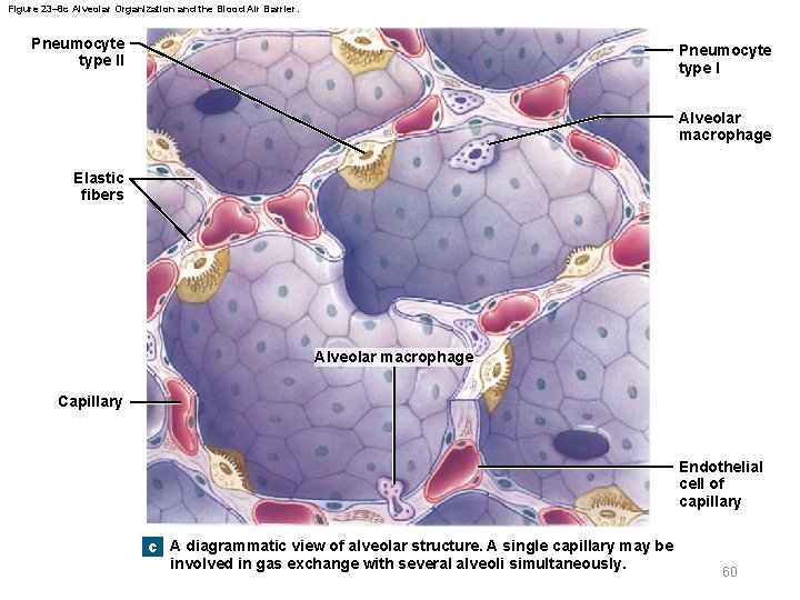 Figure 23– 8 c Alveolar Organization and the Blood Air Barrier. Pneumocyte type II