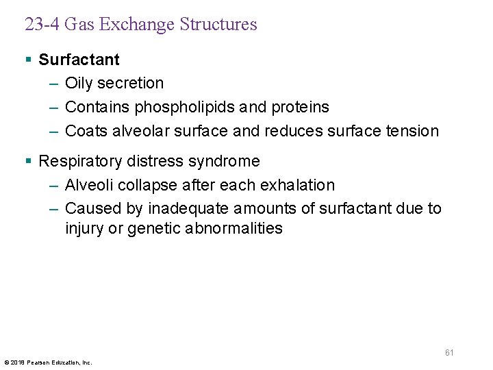 23 -4 Gas Exchange Structures § Surfactant – Oily secretion – Contains phospholipids and