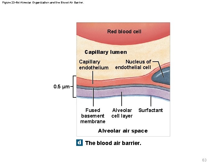 Figure 23– 8 d Alveolar Organization and the Blood Air Barrier. Red blood cell