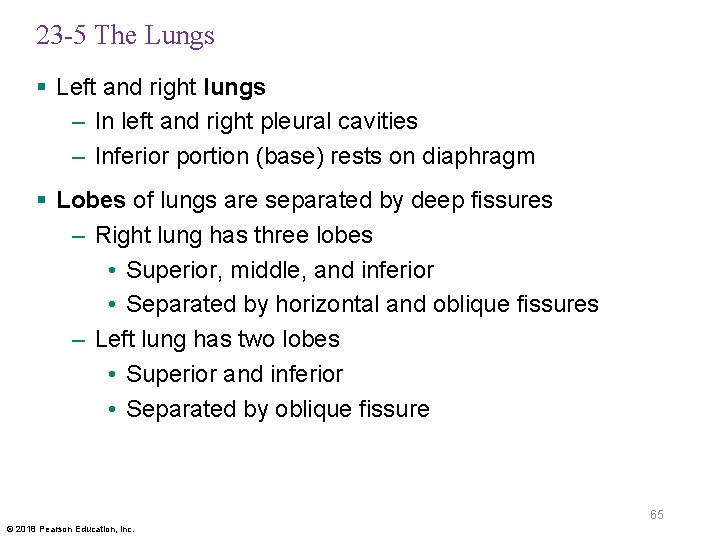 23 -5 The Lungs § Left and right lungs – In left and right