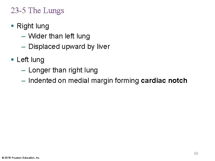 23 -5 The Lungs § Right lung – Wider than left lung – Displaced