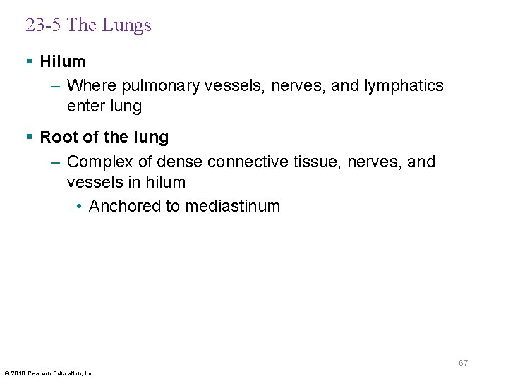 23 -5 The Lungs § Hilum – Where pulmonary vessels, nerves, and lymphatics enter