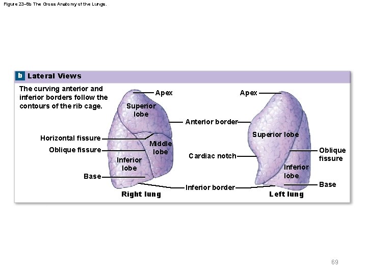 Figure 23– 9 b The Gross Anatomy of the Lungs. b Lateral Views The