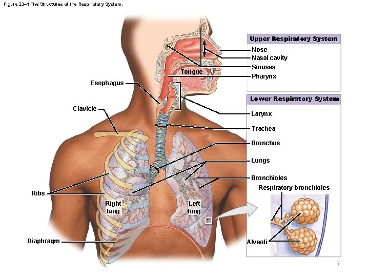 Figure 23– 1 The Structures of the Respiratory System. Upper Respiratory System Tongue Esophagus