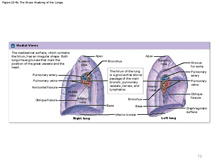 Figure 23– 9 c The Gross Anatomy of the Lungs. c Medial Views The