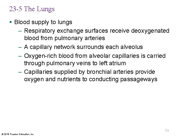 23 -5 The Lungs § Blood supply to lungs – Respiratory exchange surfaces receive