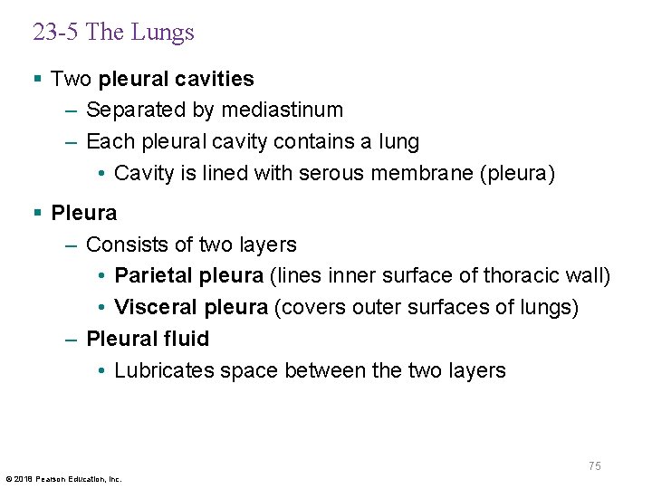 23 -5 The Lungs § Two pleural cavities – Separated by mediastinum – Each
