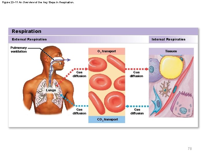 Figure 23– 11 An Overview of the Key Steps in Respiration External Respiration Internal