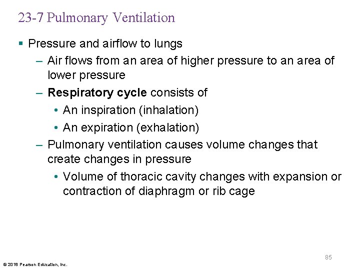 23 -7 Pulmonary Ventilation § Pressure and airflow to lungs – Air flows from