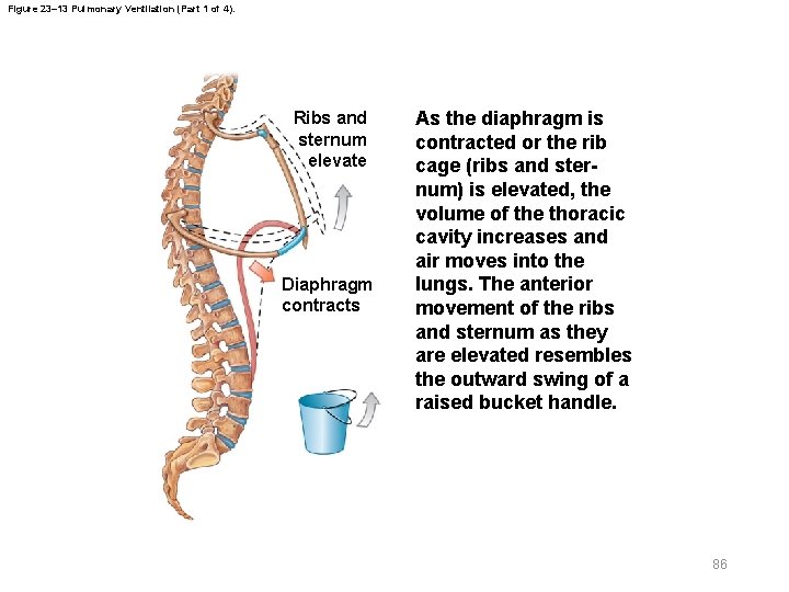 Figure 23– 13 Pulmonary Ventilation (Part 1 of 4). Ribs and sternum elevate Diaphragm