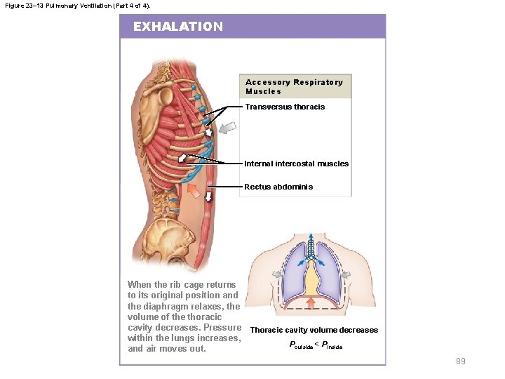 Figure 23– 13 Pulmonary Ventilation (Part 4 of 4). EXHALATION Accessory Respiratory Muscles Transversus