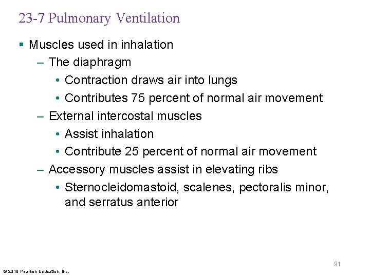 23 -7 Pulmonary Ventilation § Muscles used in inhalation – The diaphragm • Contraction