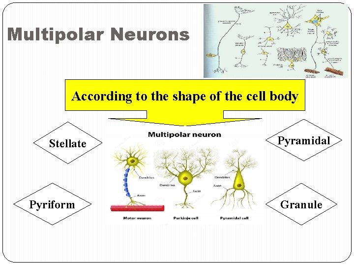 Multipolar Neurons According to the shape of the cell body Stellate Pyriform Pyramidal Granule