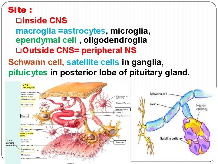 Site : q. Inside CNS macroglia =astrocytes, microglia, ependymal cell , oligodendroglia q. Outside