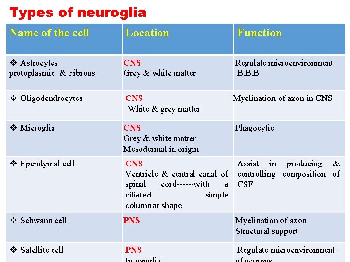 Types of neuroglia Name of the cell Location Function v Astrocytes protoplasmic & Fibrous