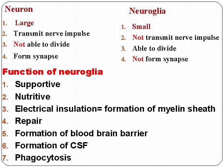 Neuron Large 2. Transmit nerve impulse 3. Not able to divide 1. 4. Form