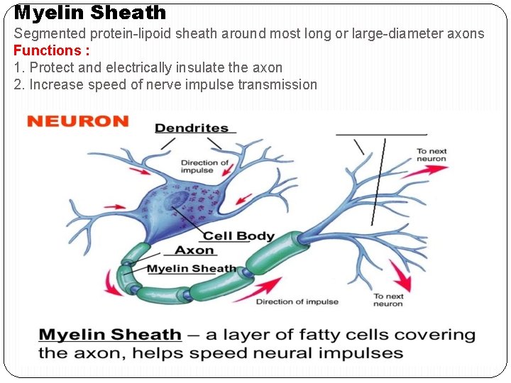 Myelin Sheath Segmented protein-lipoid sheath around most long or large-diameter axons Functions : 1.