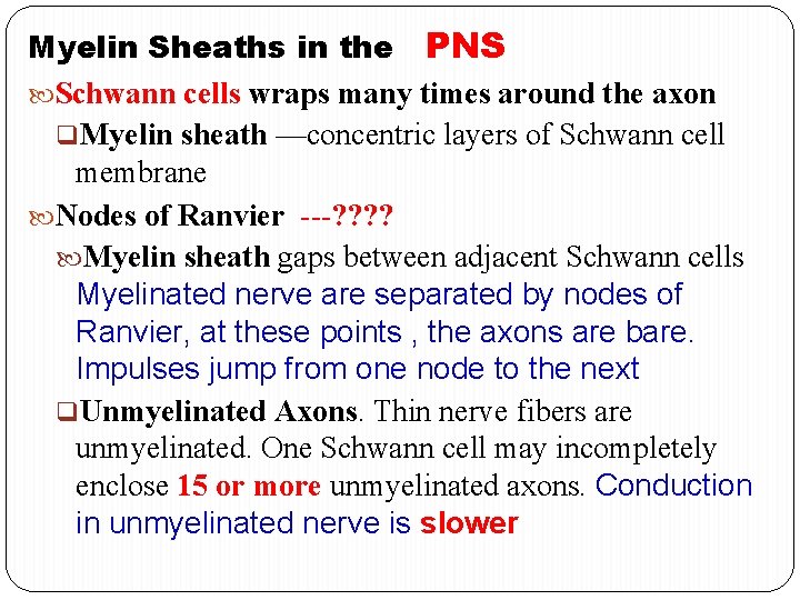 Myelin Sheaths in the PNS Schwann cells wraps many times around the axon q.