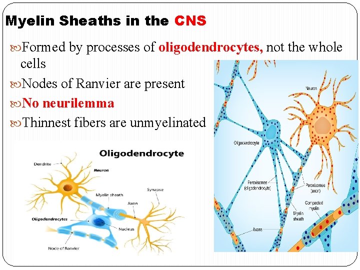 Myelin Sheaths in the CNS Formed by processes of oligodendrocytes, not the whole cells