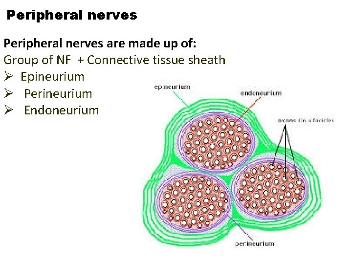 Peripheral nerves are made up of: Group of NF + Connective tissue sheath Ø