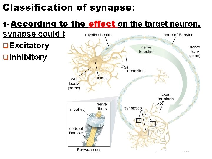 Classification of synapse: According to the effect on the target neuron, synapse could be: