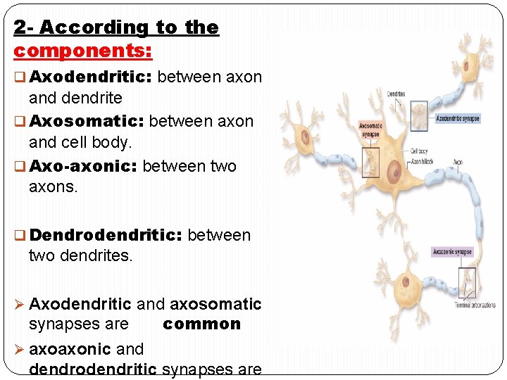 2 - According to the components: q Axodendritic: between axon and dendrite q Axosomatic: