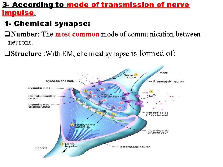 3 - According to mode of transmission of nerve impulse: 1 - Chemical synapse: