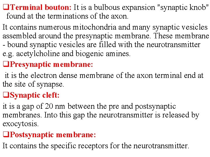 q. Terminal bouton: It is a bulbous expansion "synaptic knob" found at the terminations