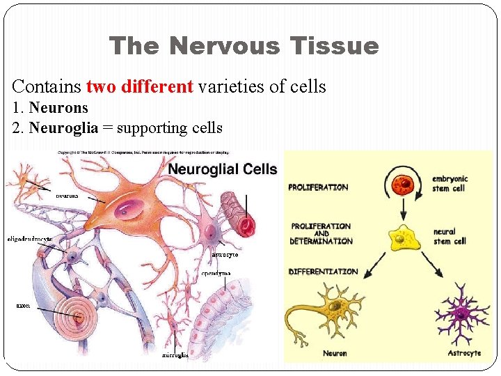 The Nervous Tissue Contains two different varieties of cells 1. Neurons 2. Neuroglia =