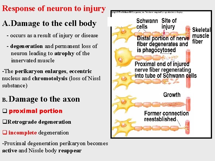 Response of neuron to injury A. Damage to the cell body - occurs as