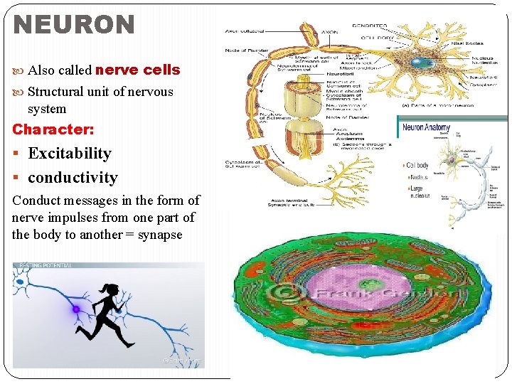 NEURON Also called nerve cells Structural unit of nervous system Character: § Excitability §