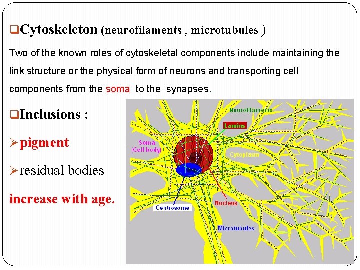 q. Cytoskeleton (neurofilaments , microtubules ) Two of the known roles of cytoskeletal components