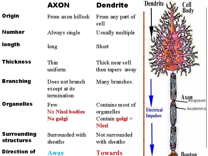 AXON The nerve cell processes: . Dendrite Origin From axon hillock From any part