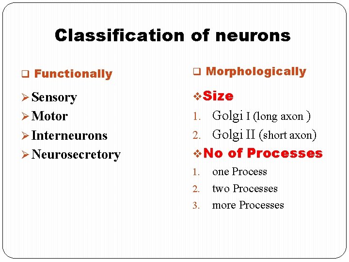 Classification of neurons q Functionally q Morphologically Ø Sensory v. Size Ø Motor 1.