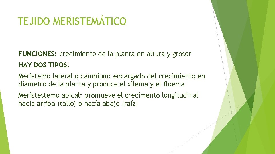 TEJIDO MERISTEMÁTICO FUNCIONES: crecimiento de la planta en altura y grosor HAY DOS TIPOS: