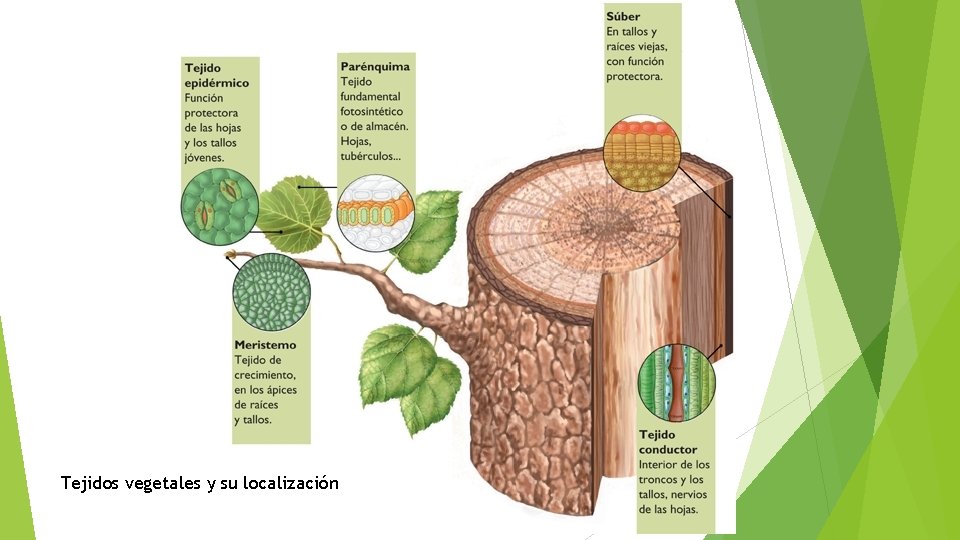 Tejidos vegetales y su localización 