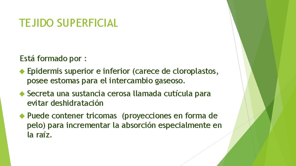 TEJIDO SUPERFICIAL Está formado por : Epidermis superior e inferior (carece de cloroplastos, posee