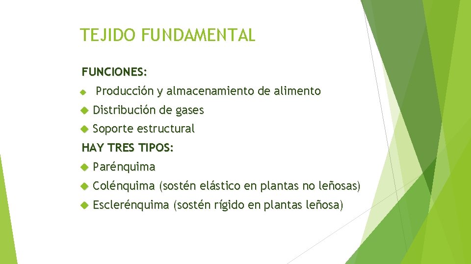 TEJIDO FUNDAMENTAL FUNCIONES: Producción y almacenamiento de alimento Distribución de gases Soporte estructural HAY