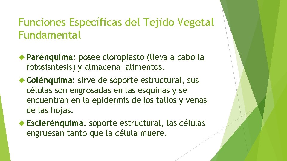 Funciones Específicas del Tejido Vegetal Fundamental Parénquima: posee cloroplasto (lleva a cabo la fotosisntesis)