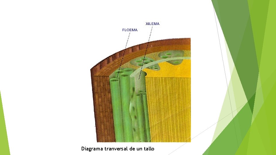 Diagrama tranversal de un tallo 