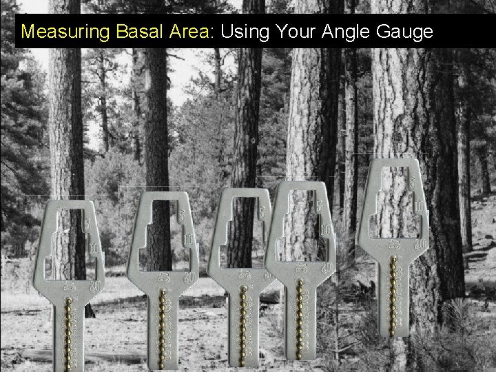 Measuring Basal Area: Using Your Angle Gauge 