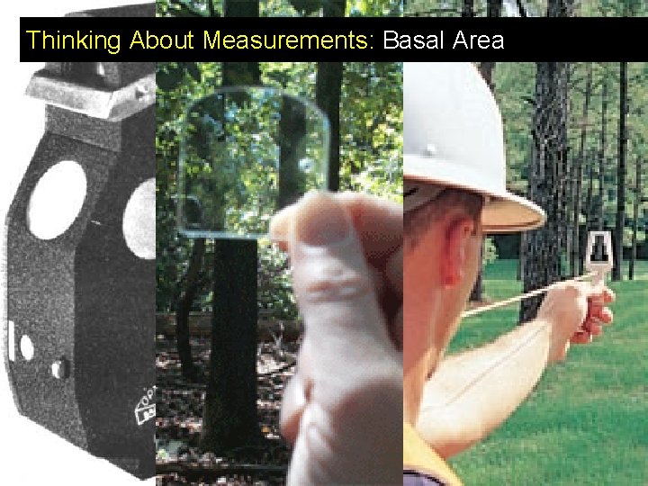 Thinking About Measurements: Basal Area 
