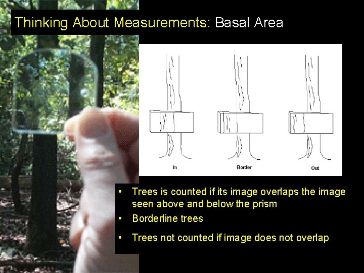 Thinking About Measurements: Basal Area • Trees is counted if its image overlaps the