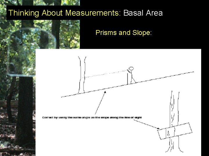 Thinking About Measurements: Basal Area Prisms and Slope: 